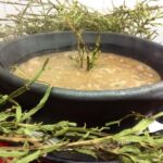 Arroz de carqueja